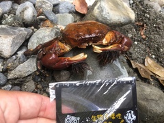 Pseudograpsus setosus