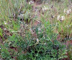 Pelargonium dolomiticum