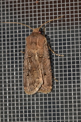 Agrotis bigramma