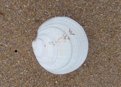 Dosinia exoleta