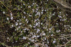 Chamelaucium ciliatum