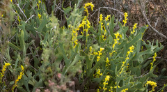 Synaphea petiolaris