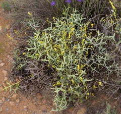 Synaphea interioris