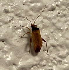 Phytocoris ramosus