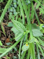 Carpesium divaricatum