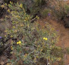 Verticordia chrysantha