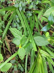 Carpesium divaricatum