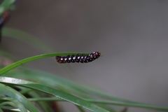 Polytela gloriosae