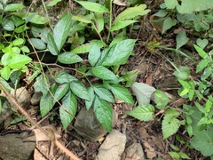 Ohwia caudata