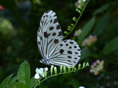 Ideopsis gaura