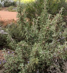 Banksia pallida
