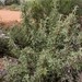 Banksia pallida - Photo (c) vr_vr, algunos derechos reservados (CC BY-NC)