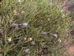 Hakea cygnus cygnus