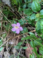 Melastoma dodecandrum