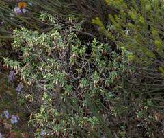 Styphelia conostephioides