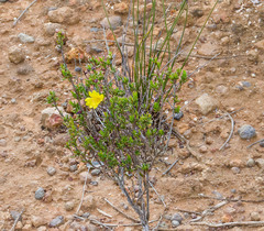Hibbertia gracilipes