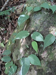 Ficus sarmentosa henryi