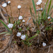 Laxmannia paleacea - Photo (c) vr_vr, some rights reserved (CC BY-NC)