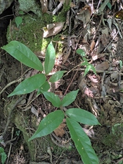 Callerya dielsiana