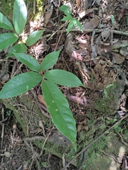Callerya dielsiana