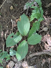 Tricyrtis macropoda