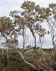 Eucalyptus pleurocarpa