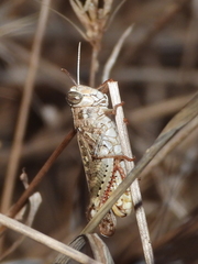 Calliptamus barbarus