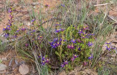Calectasia valida