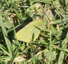 Colias electo electo