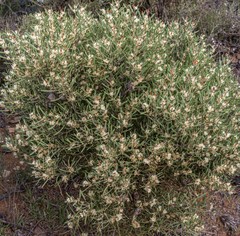 Hakea cygnus cygnus
