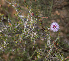 Melaleuca jonesii