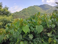 Vernicia fordii