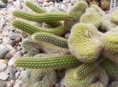Cleistocactus luribayensis