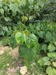 Vernicia fordii