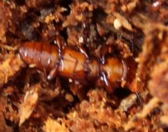 Prostomis africana