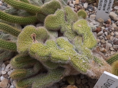 Cleistocactus luribayensis