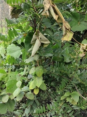 Actinidia eriantha