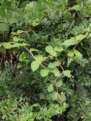 Actinidia eriantha