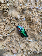 Campsosternus auratus