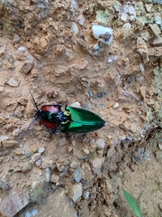 Campsosternus auratus