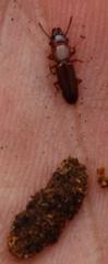 Prostomis africana