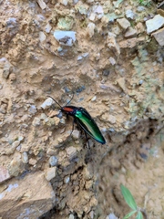 Campsosternus auratus