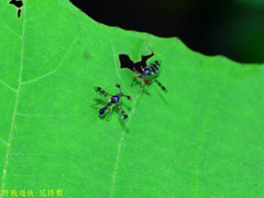 Teleopsis quadriguttata