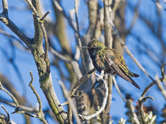 Oreotrochilus melanogaster
