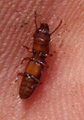 Prostomis africana