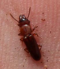 Prostomis africana