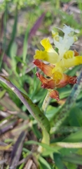 Lachenalia lutea