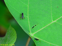 Teleopsis quadriguttata