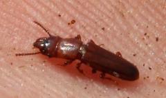 Prostomis africana