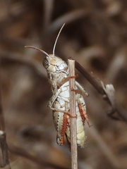 Calliptamus barbarus